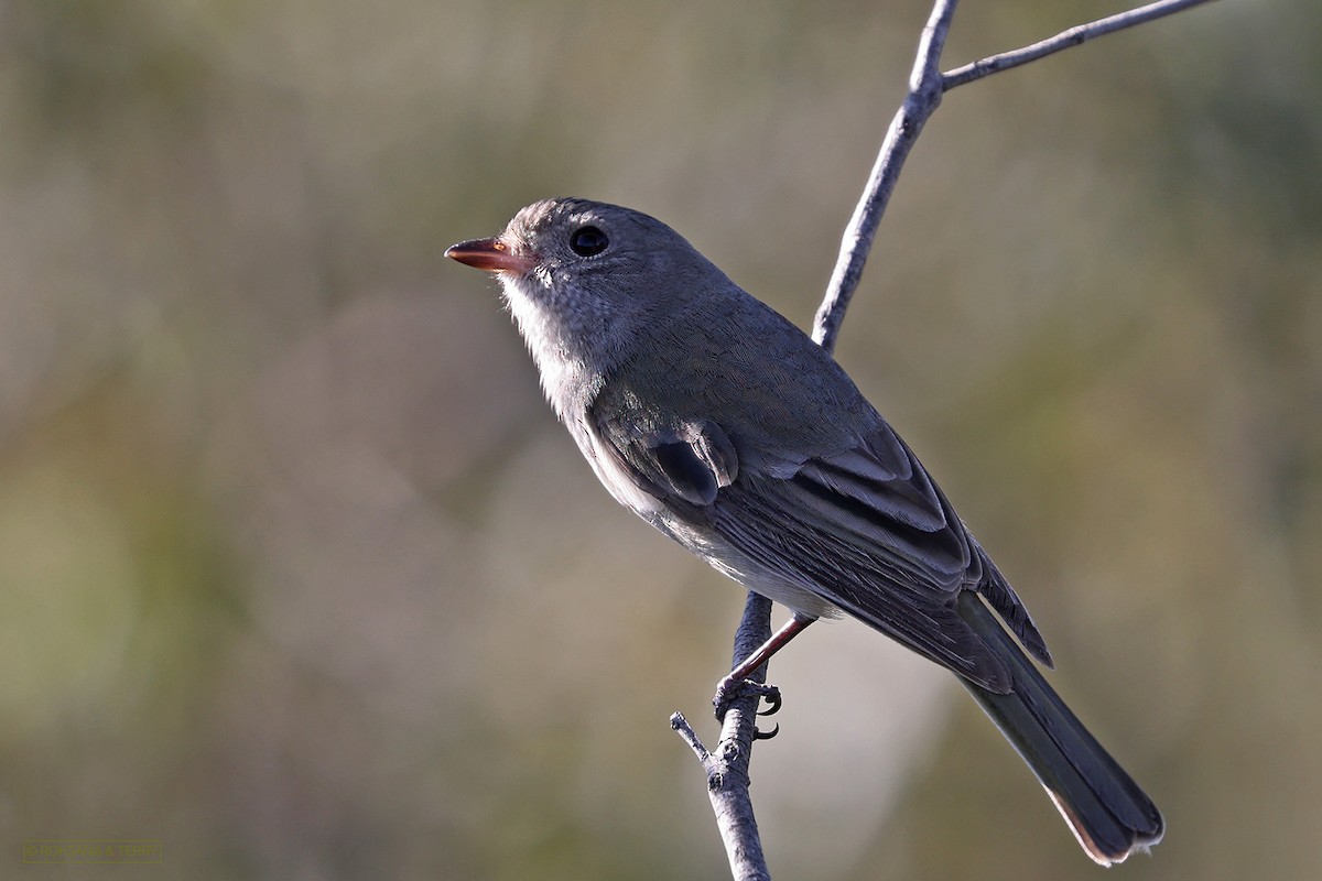 Golden Whistler - ML352709181