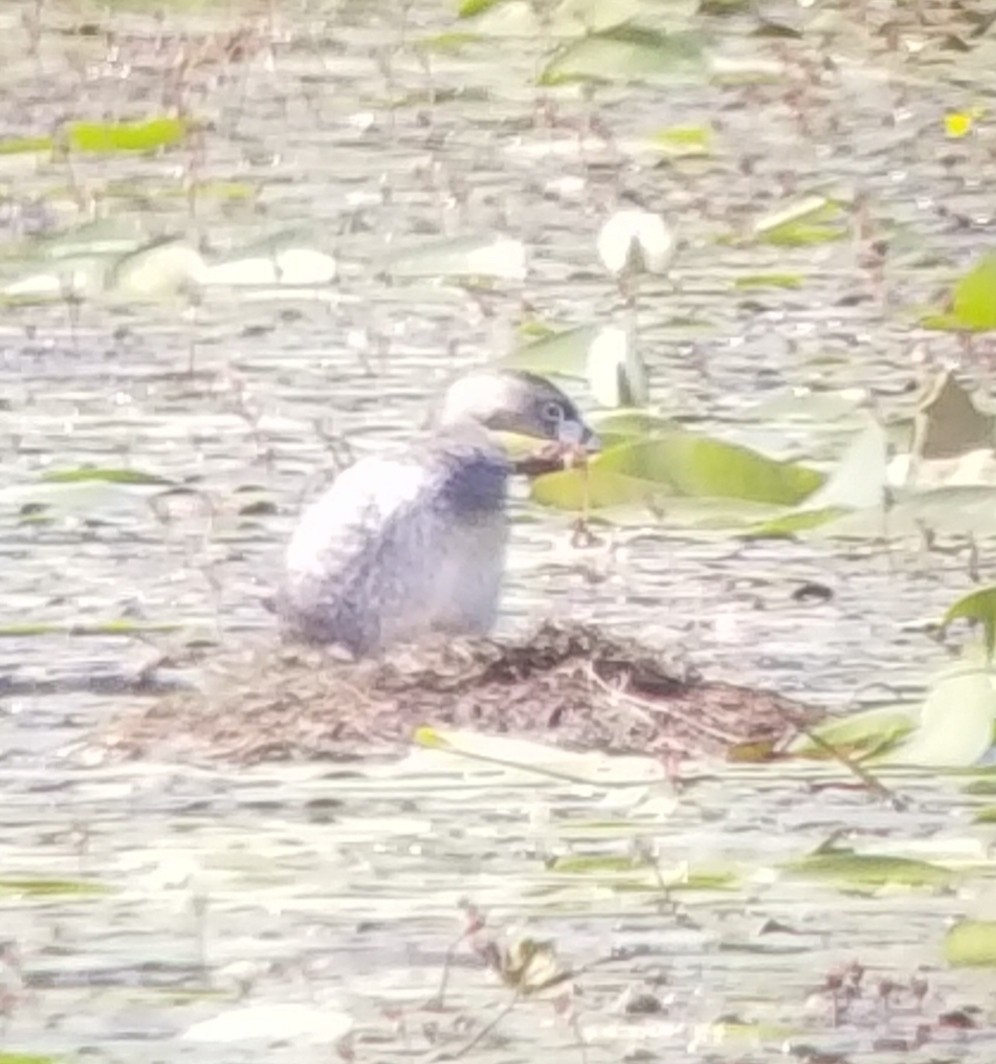 Pied-billed Grebe - ML352709871