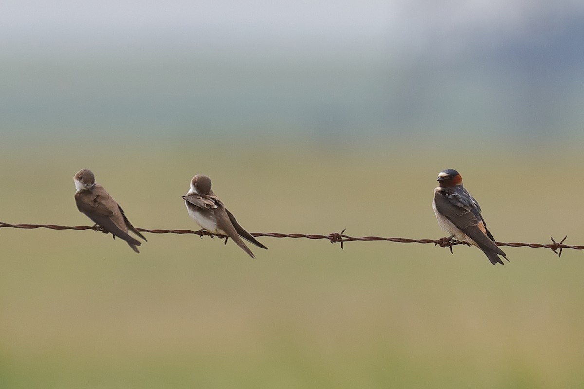 Cliff Swallow - J Smith