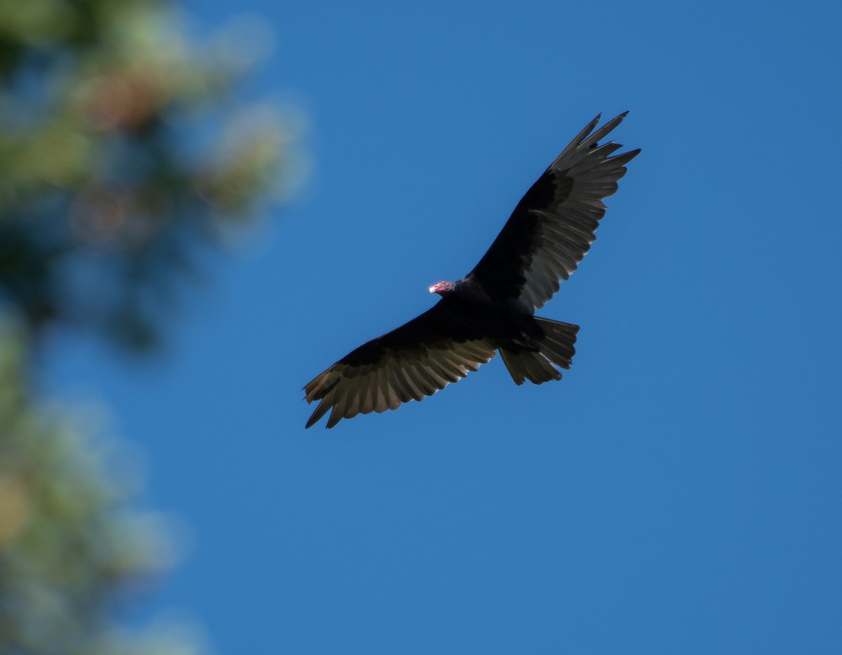 Turkey Vulture - ML352710651