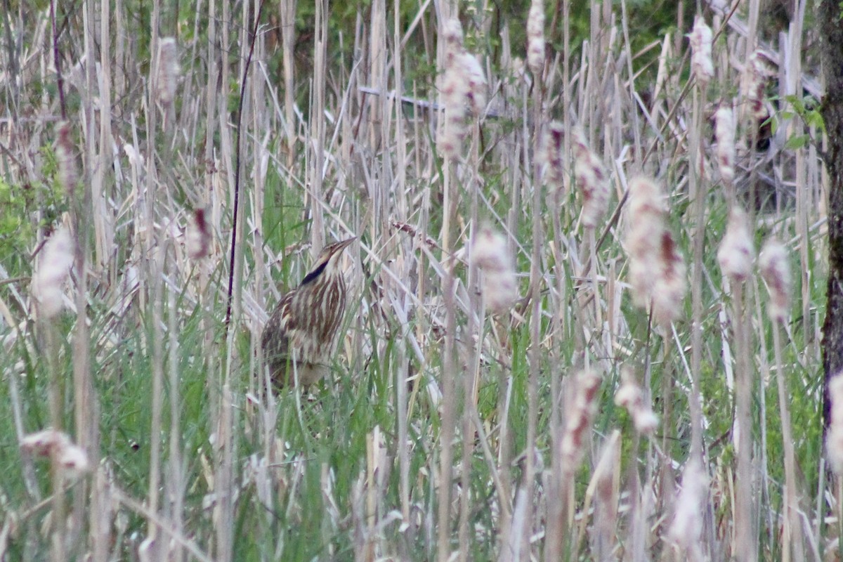 American Bittern - ML352712011