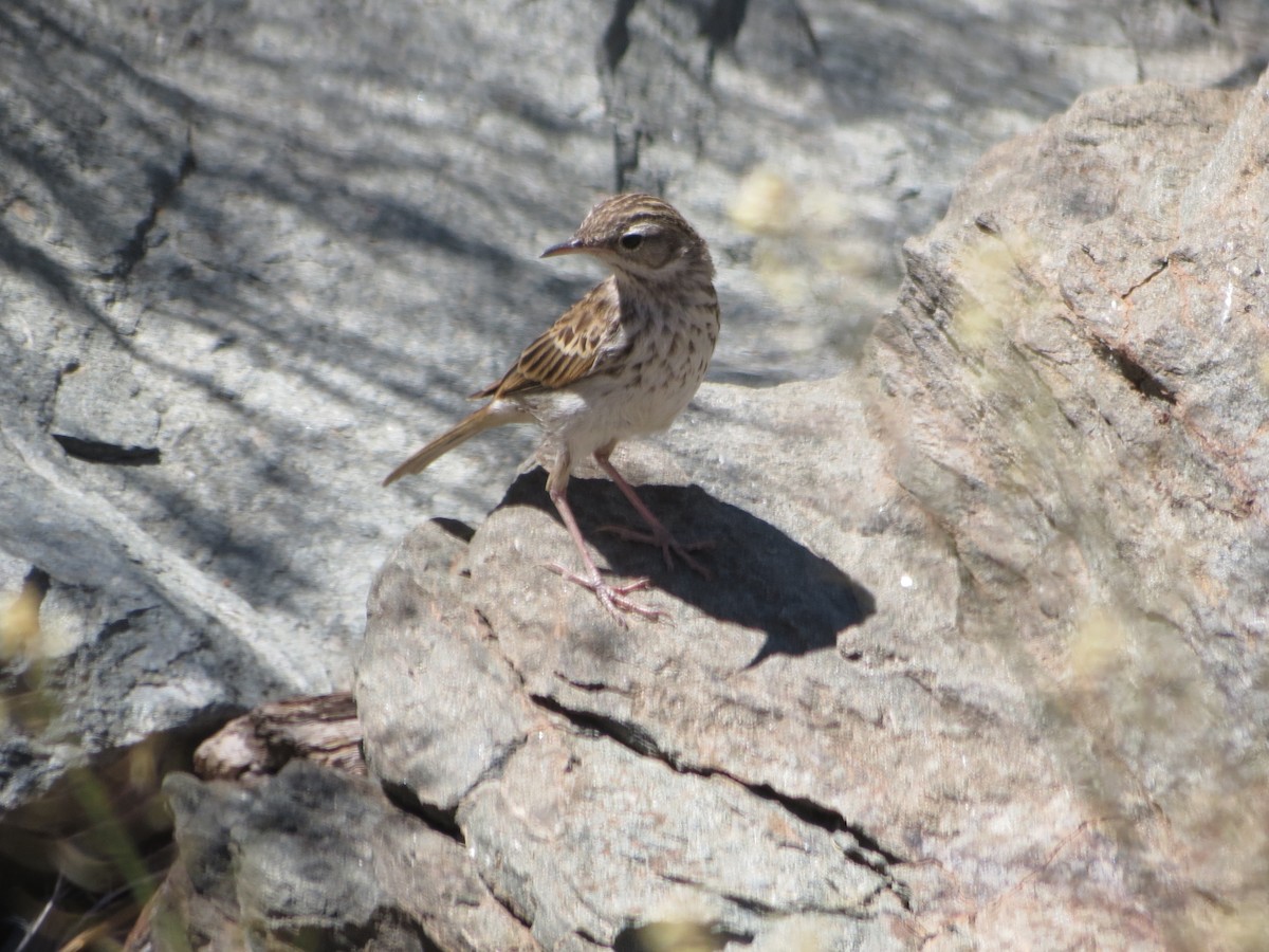 Berthelot's Pipit - ML352712401