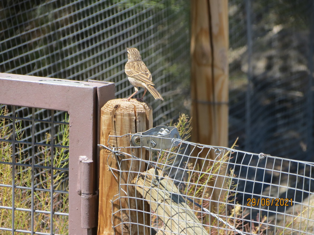 Berthelot's Pipit - ML352712521