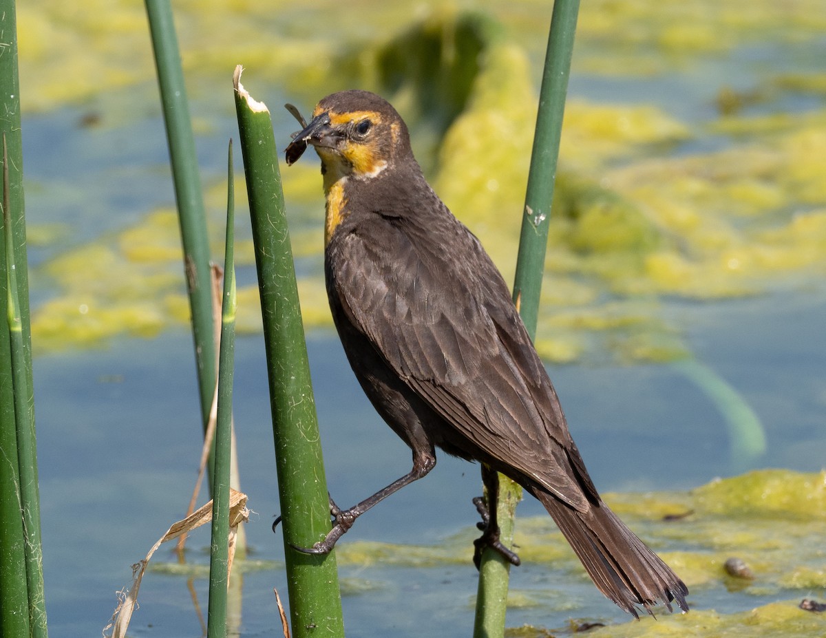 Yellow-headed Blackbird - Jan Allen