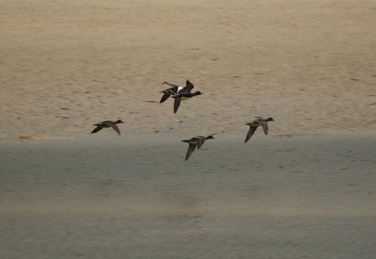 Eurasian Wigeon - Joe Stokes Neustadt