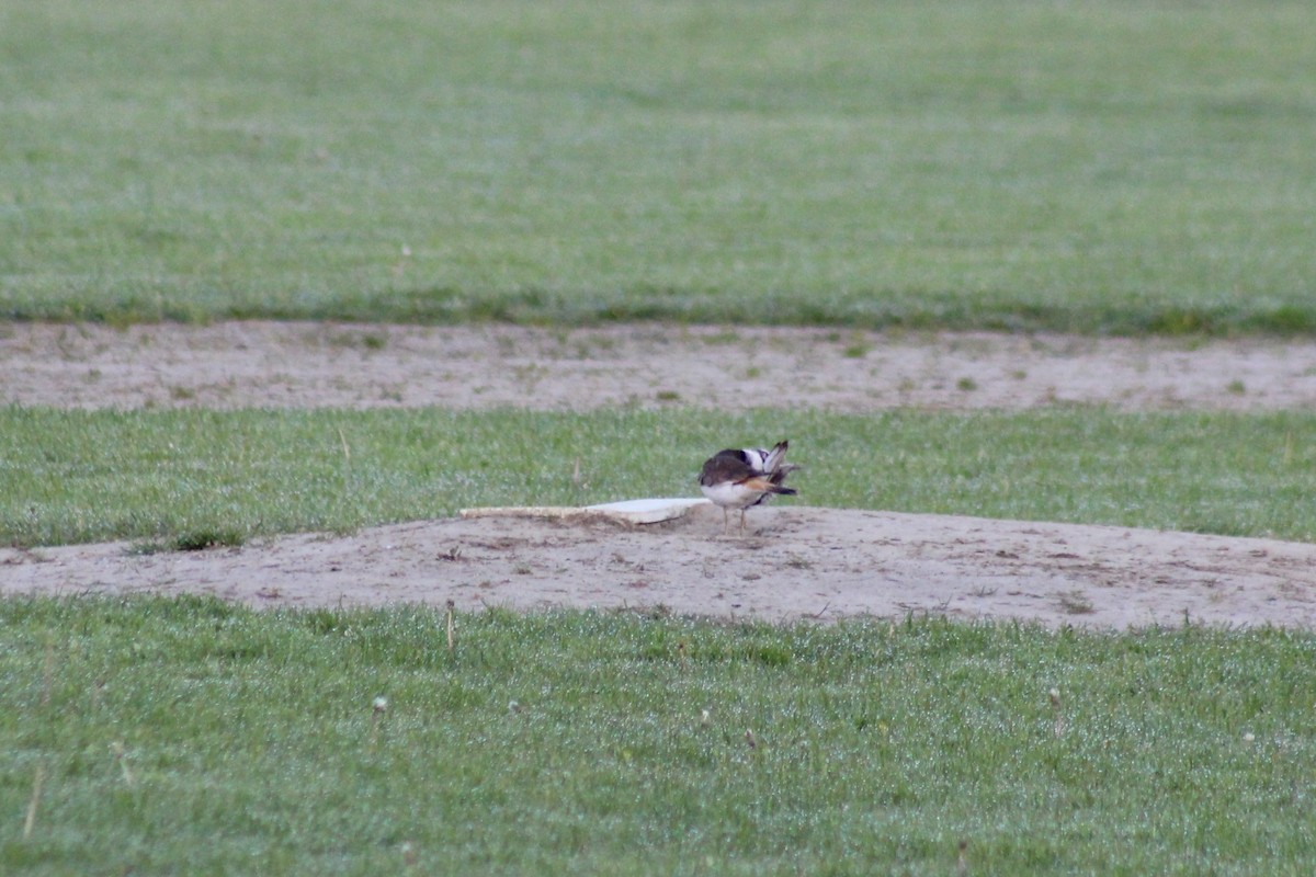 Killdeer - ML352713031