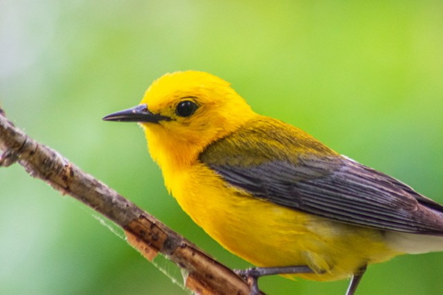 Prothonotary Warbler - ML352713561