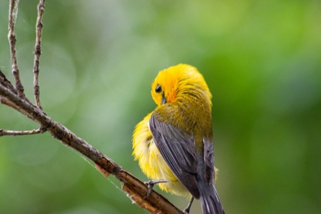 Prothonotary Warbler - ML352713571