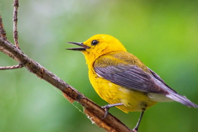 Prothonotary Warbler - ML352713581