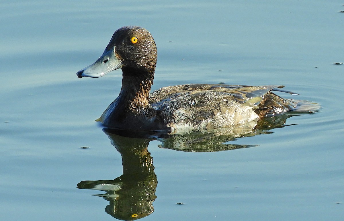 Greater Scaup - ML352713841