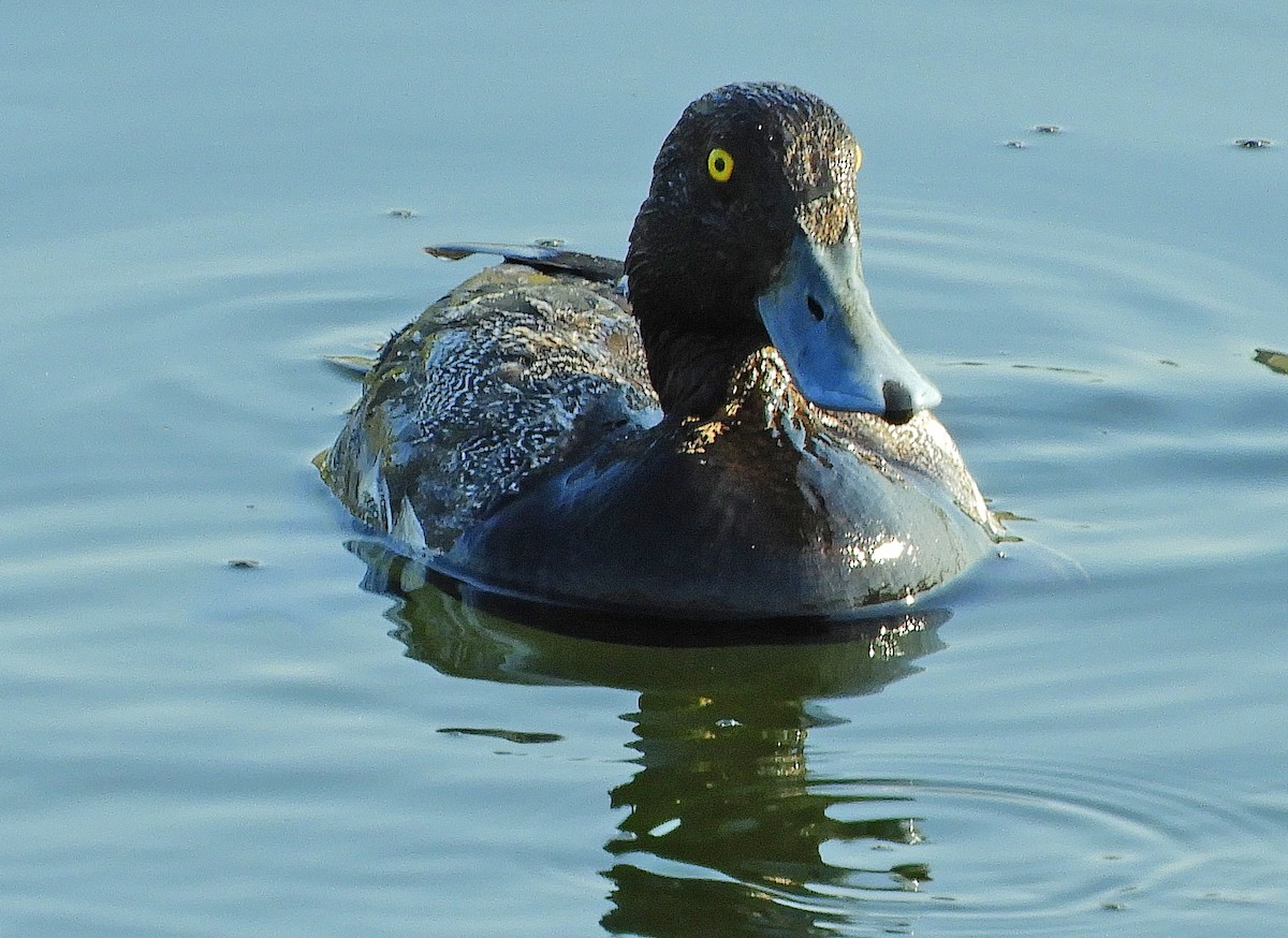 Greater Scaup - ML352713851