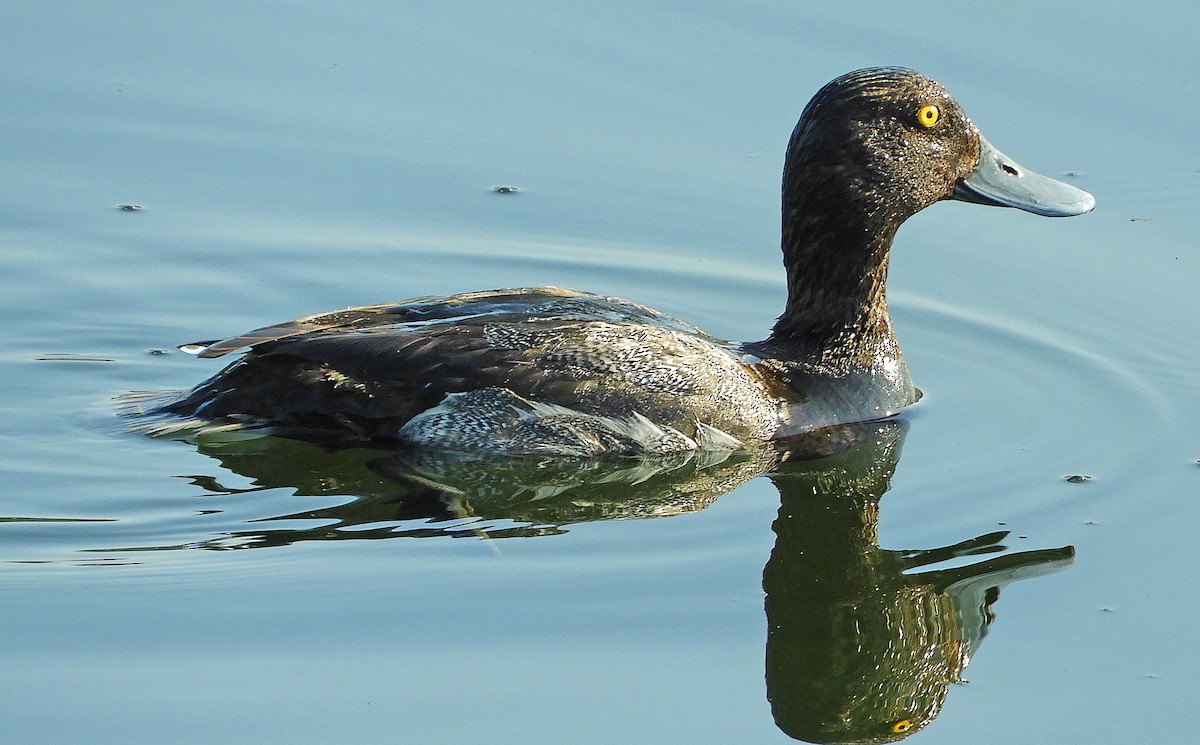 Greater Scaup - ML352713871