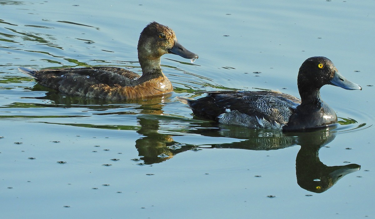 Greater Scaup - ML352713891