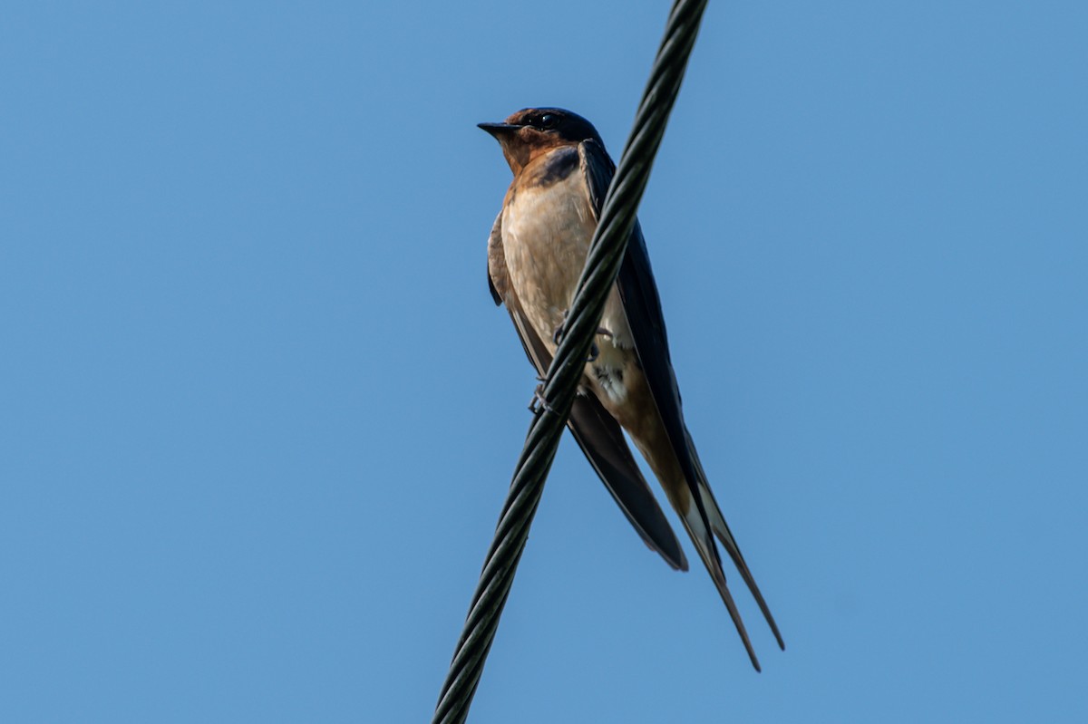 Barn Swallow - ML352715461