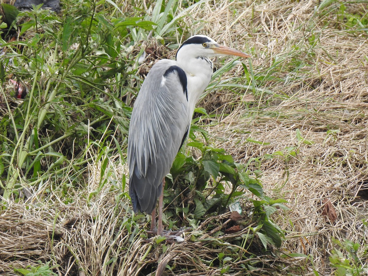 Gray Heron - Anonymous