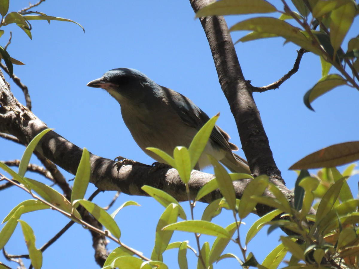 Arizona Woodpecker - ML352716101