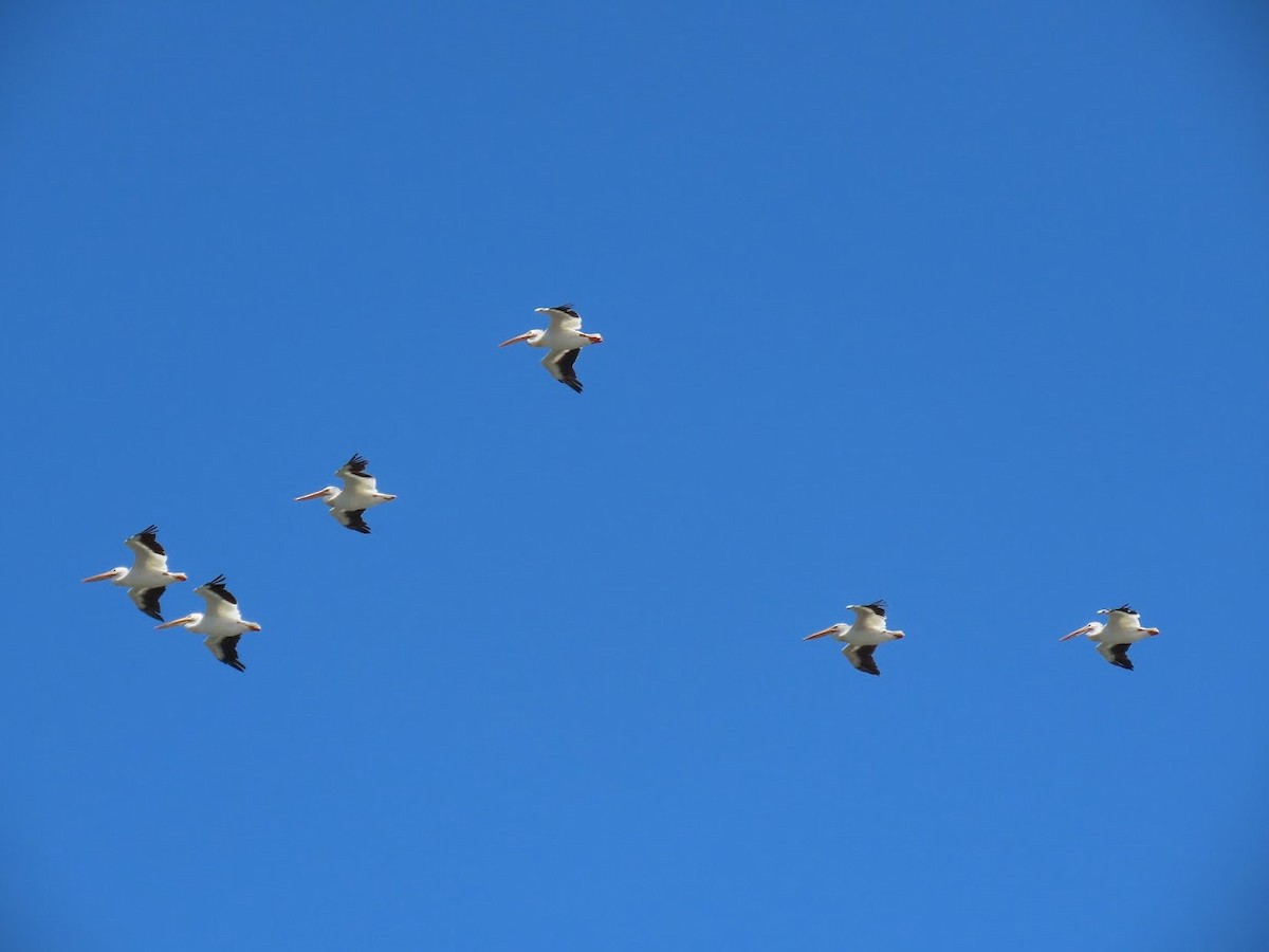 American White Pelican - ML352716201