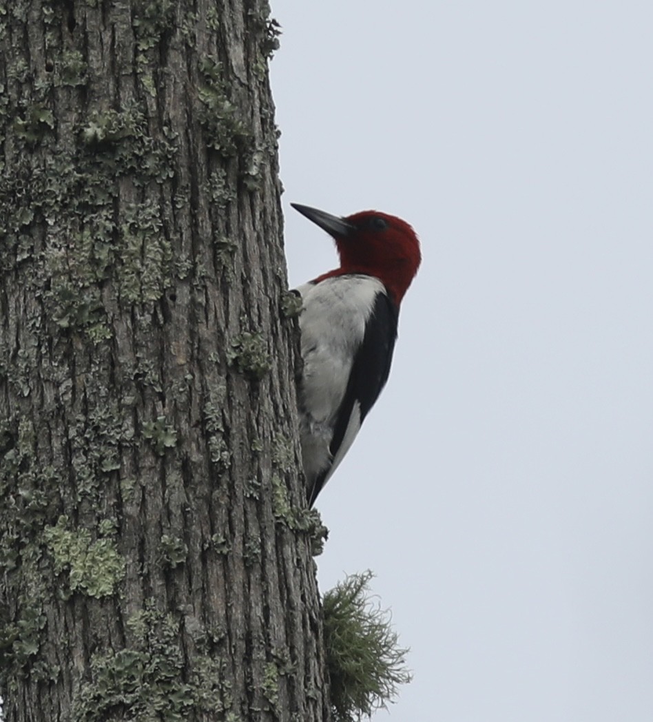 Red-headed Woodpecker - Vikas Madhav Nagarajan