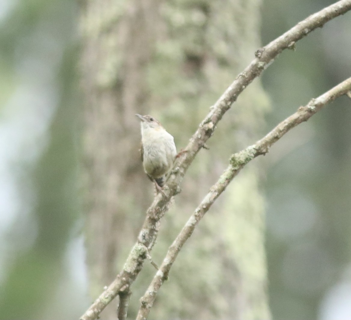 Northern House Wren - ML352720001