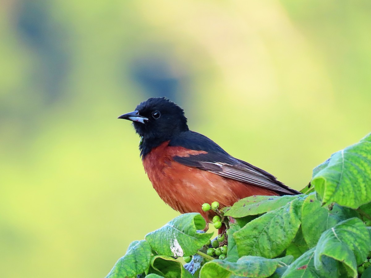 Orchard Oriole - ML352720981