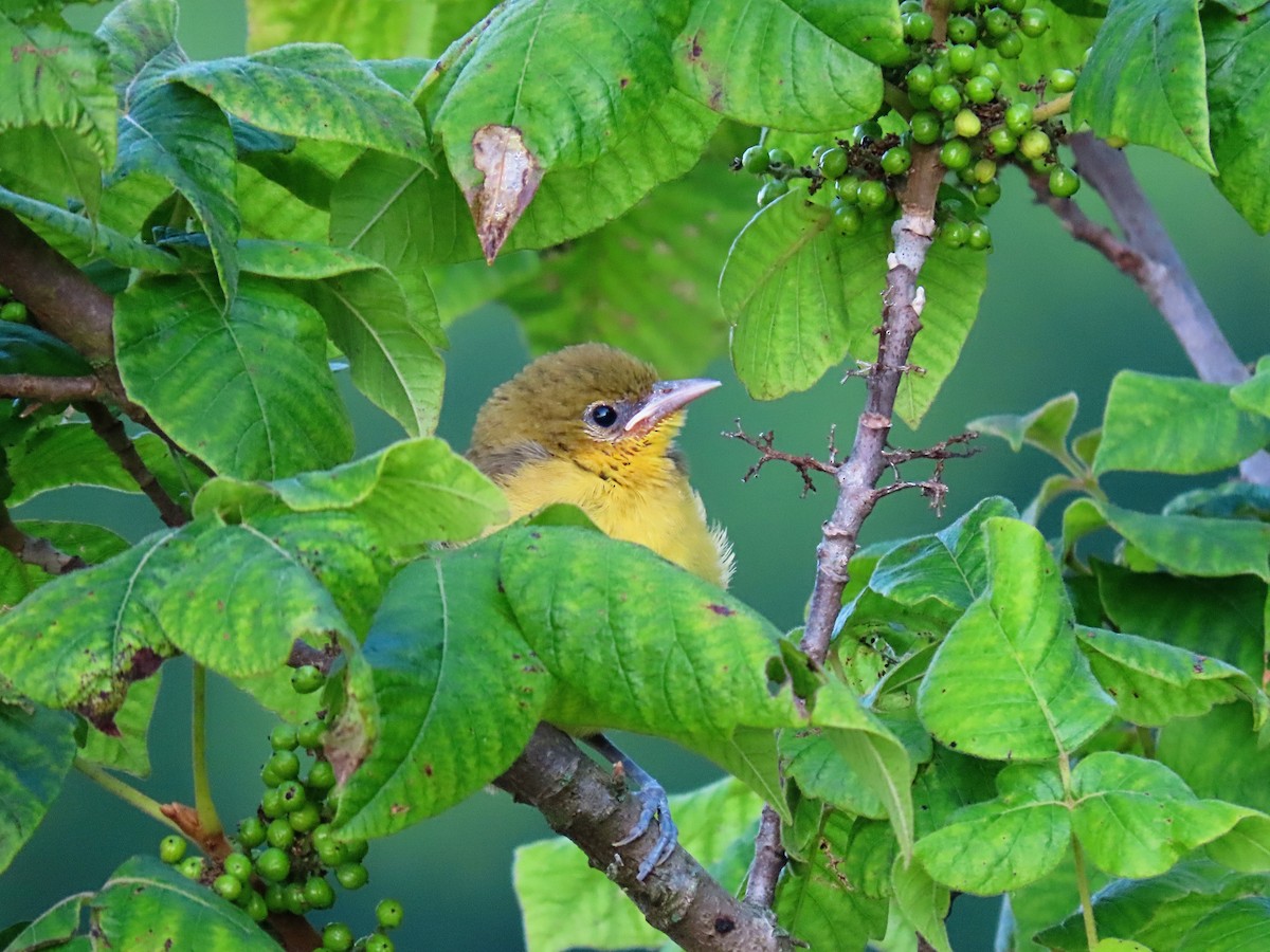 Orchard Oriole - ML352720991