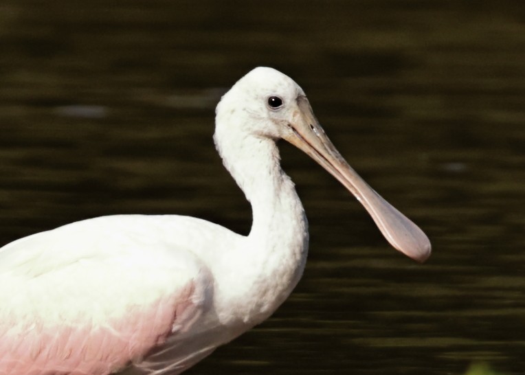 Roseate Spoonbill - ML352721311