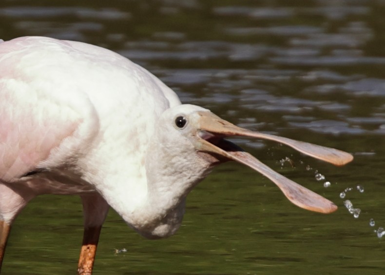 Roseate Spoonbill - ML352721321