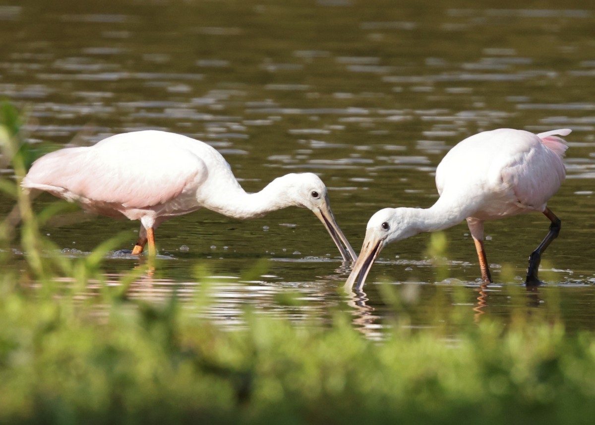 Roseate Spoonbill - ML352721331