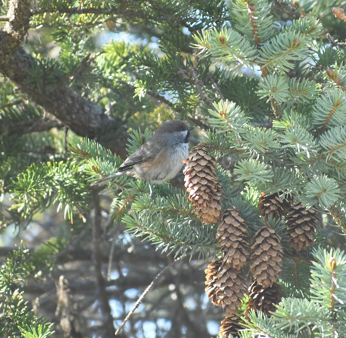 Boreal Chickadee - ML352721591