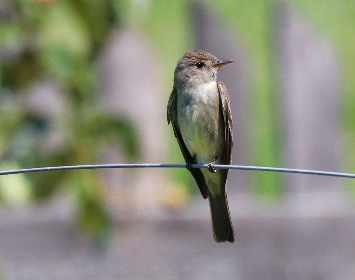 Eastern Wood-Pewee - ML352721831