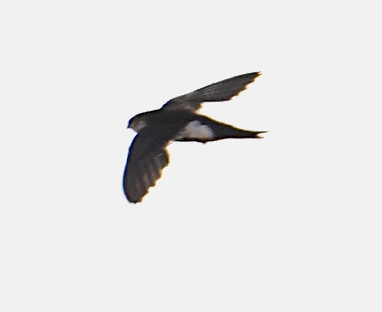 White-throated Swift - ML352722961