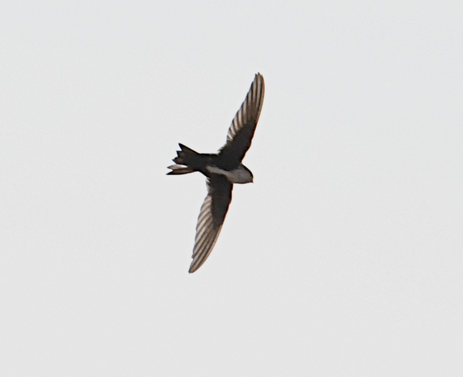 White-throated Swift - ML352722971