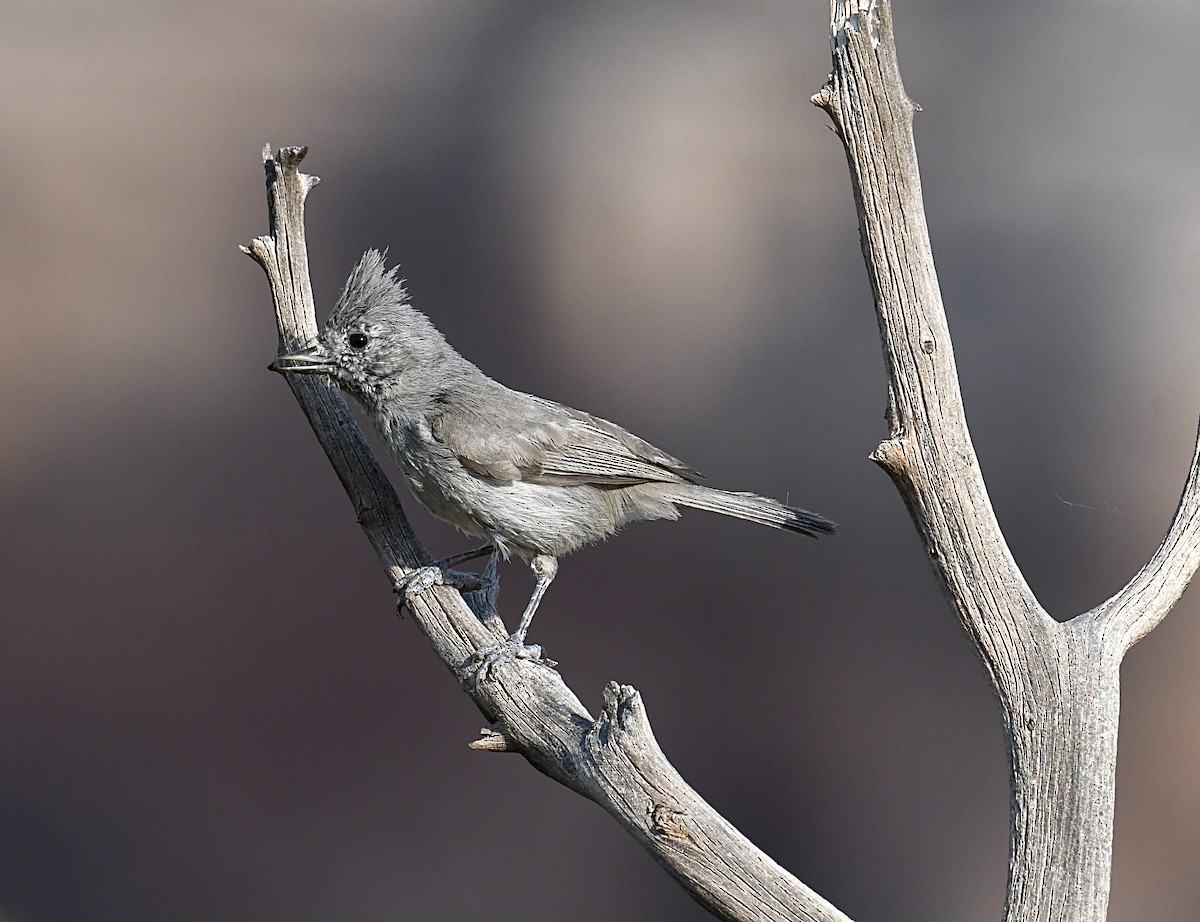 Juniper Titmouse - ML352723151