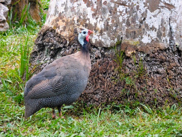 Helmeted Guineafowl - ML35272341