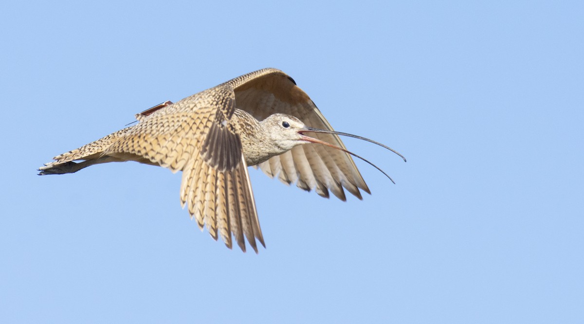 Long-billed Curlew - Marky Mutchler