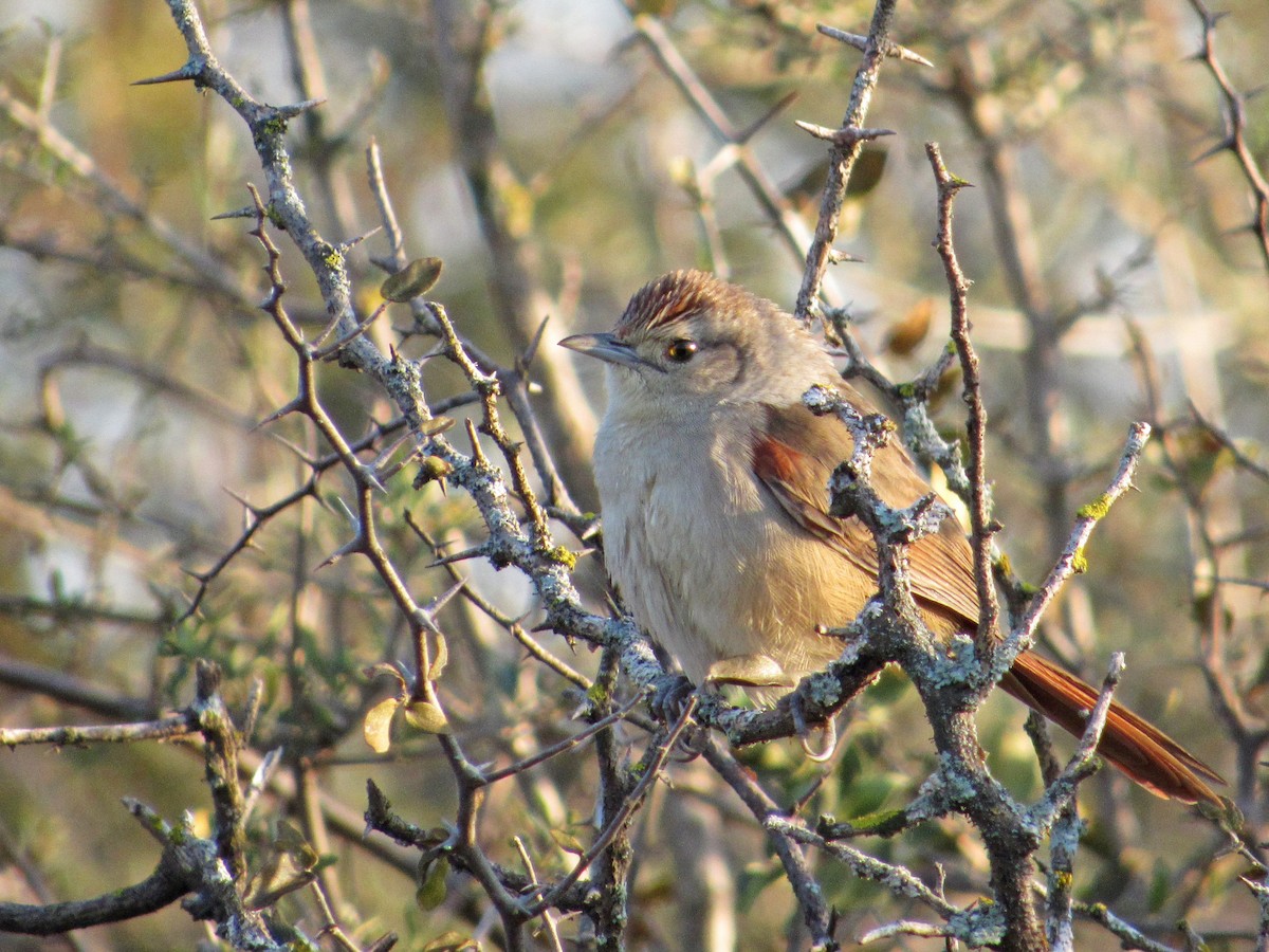 Little Thornbird - ML352723651