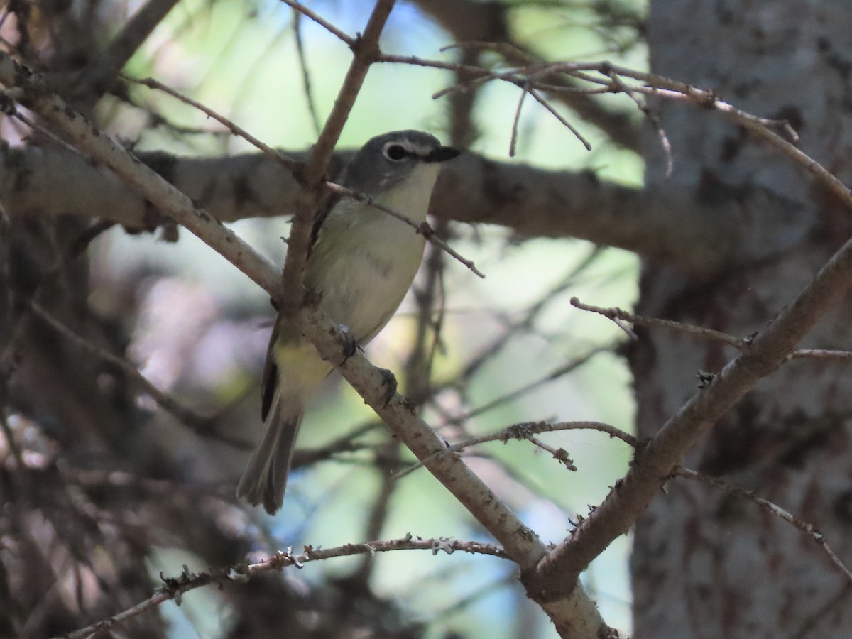 Cassin's Vireo - ML352726791