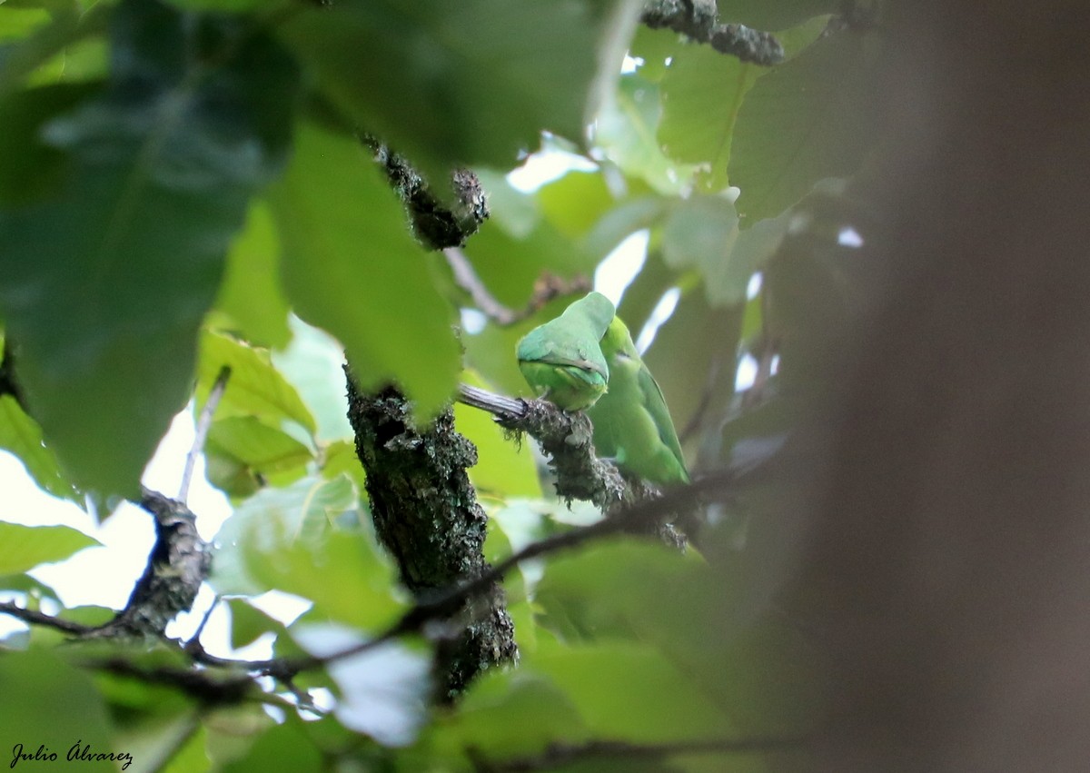 papoušíček mexický (ssp. cyanopygius) - ML352727571