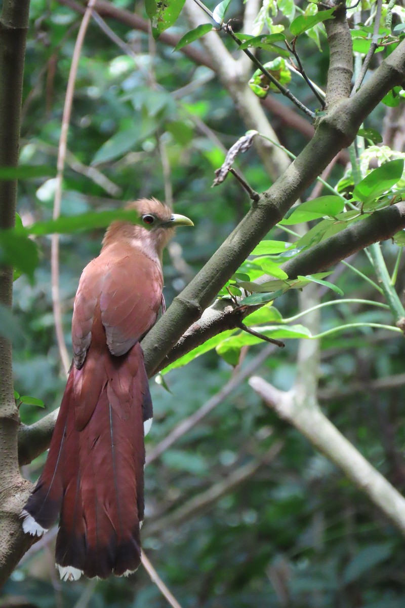 Squirrel Cuckoo - Karla Lara