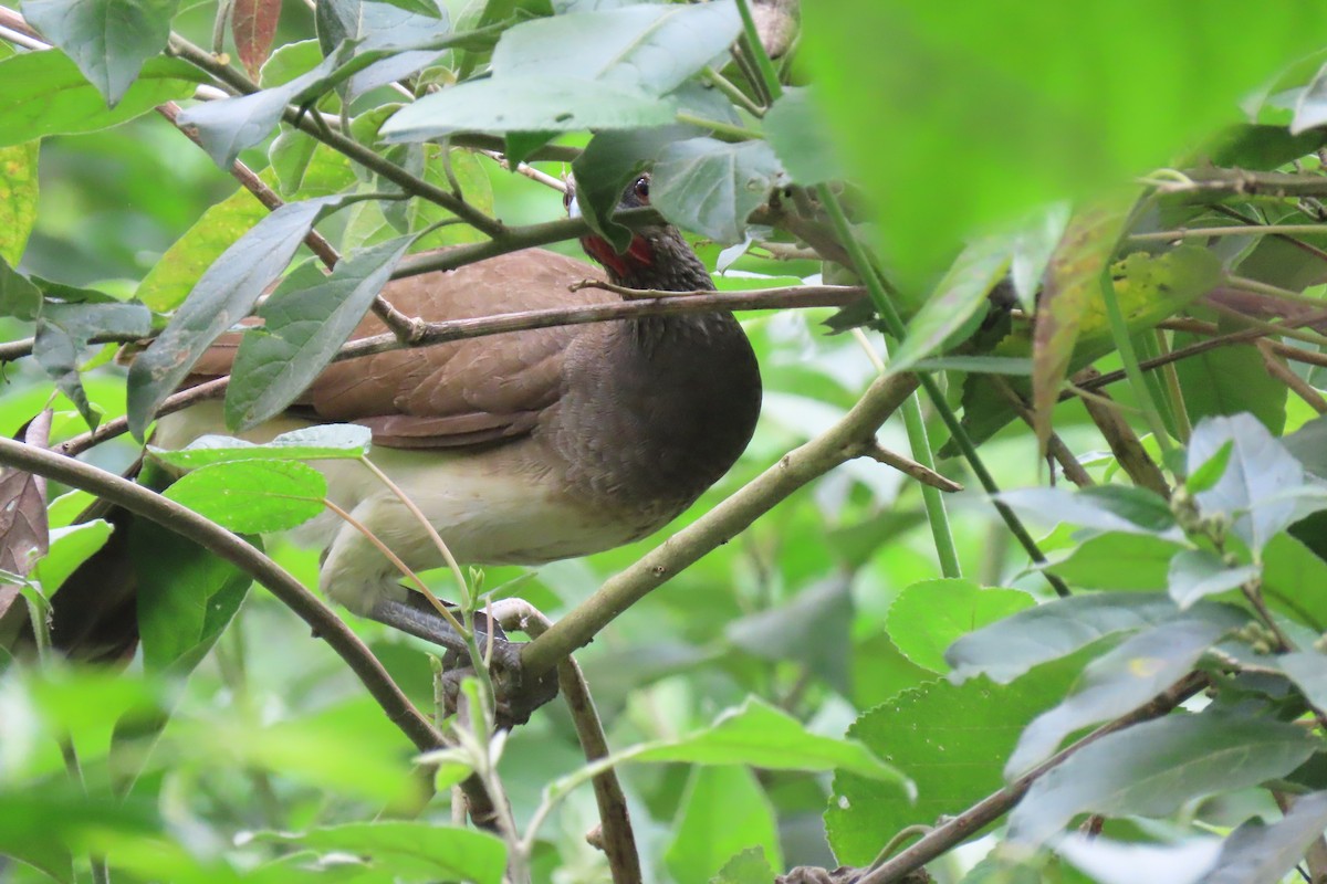 White-bellied Chachalaca - ML352729731