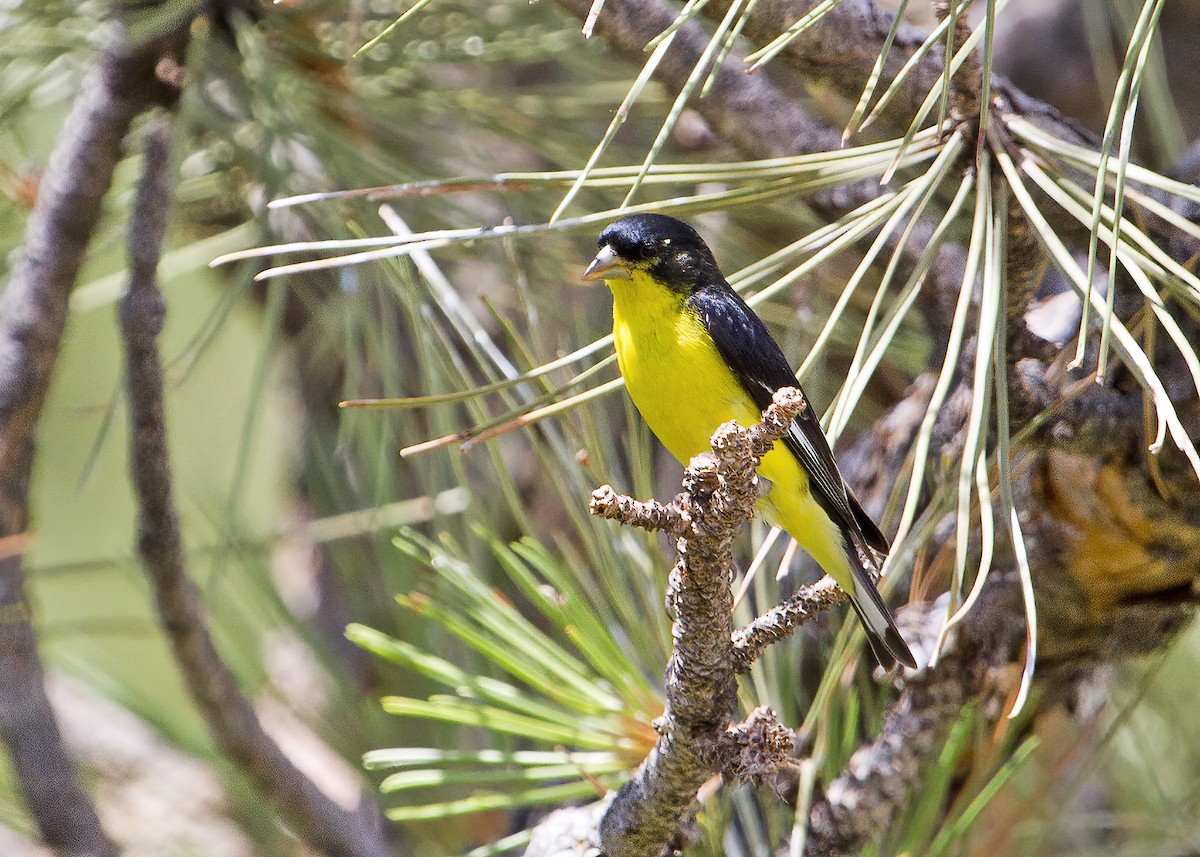 Lesser Goldfinch - Mary Clausen