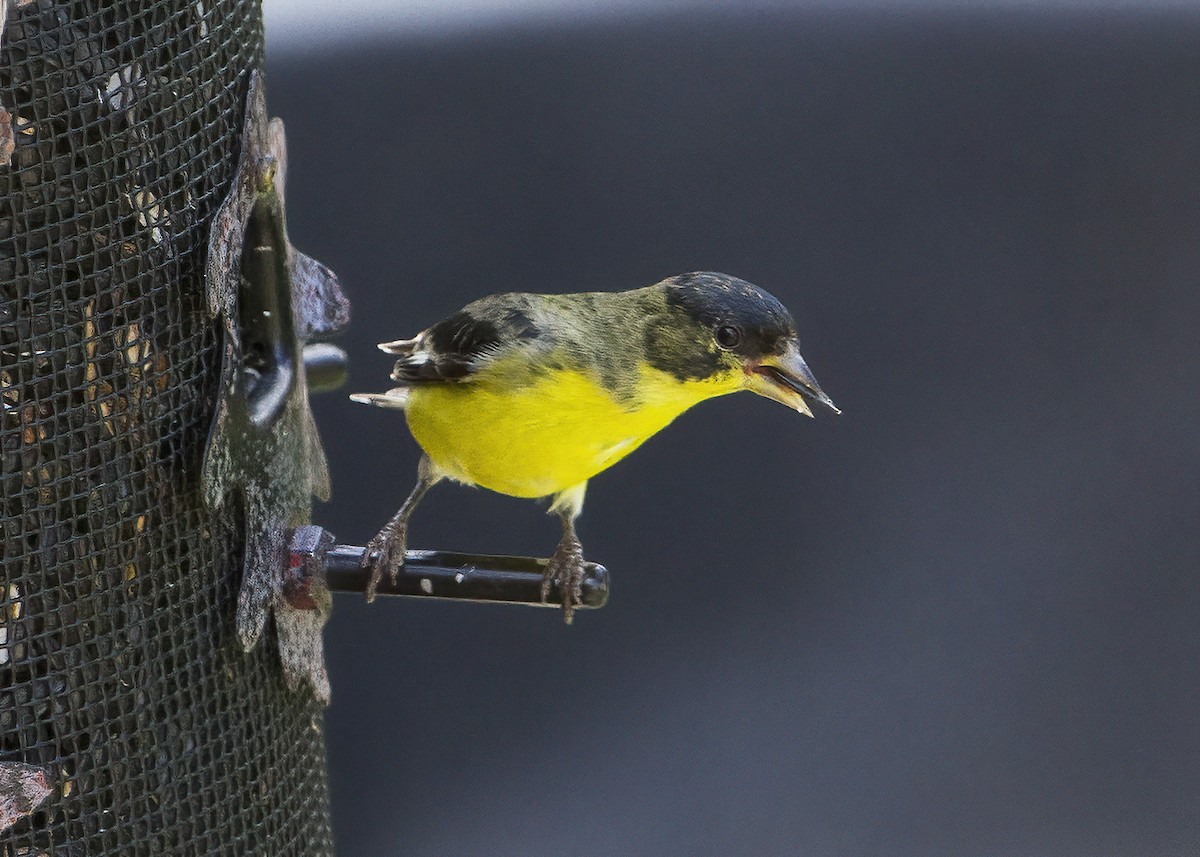 Lesser Goldfinch - Mary Clausen