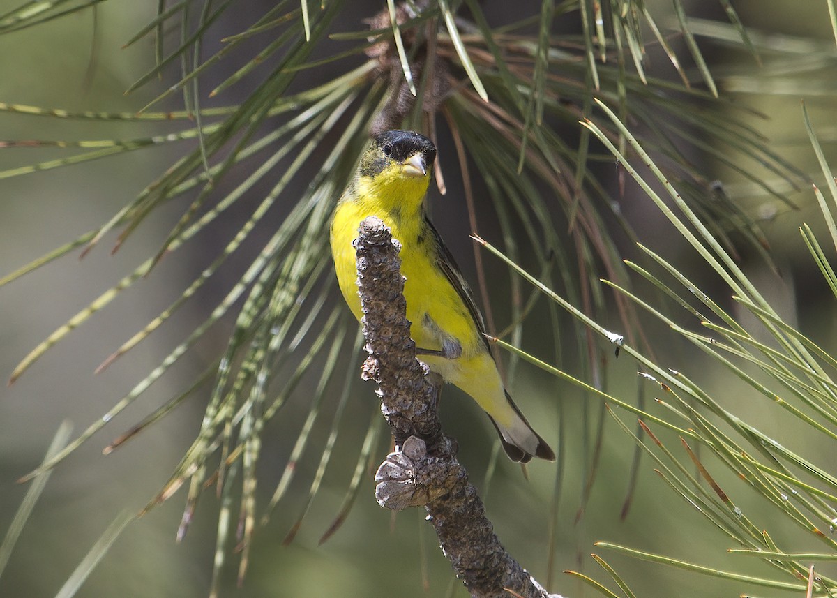 Lesser Goldfinch - ML352729991