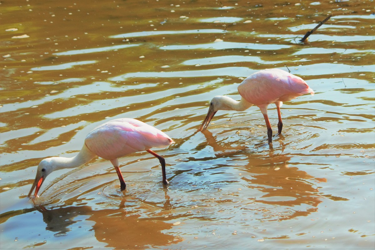 Roseate Spoonbill - ML352730631