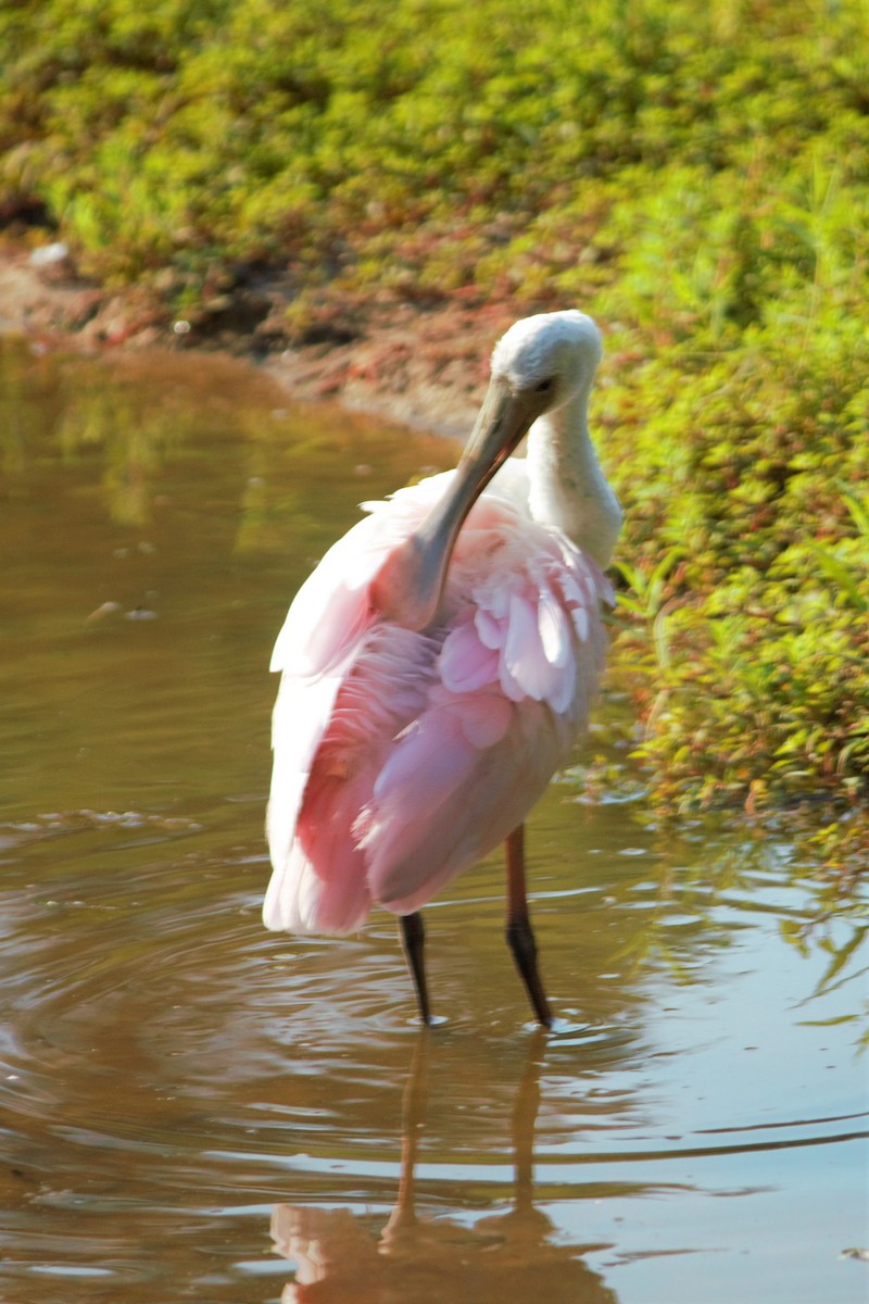 Roseate Spoonbill - ML352730641