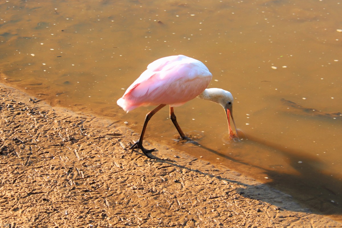 Roseate Spoonbill - ML352730651