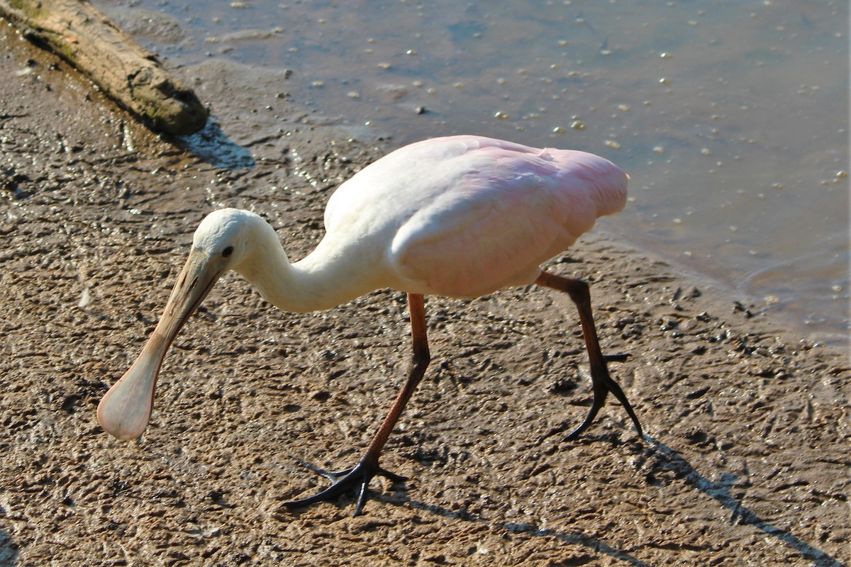 Roseate Spoonbill - ML352730661