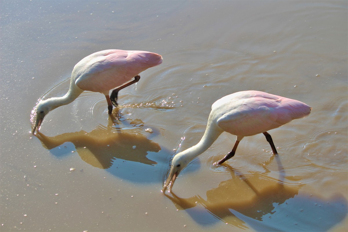Roseate Spoonbill - ML352730681