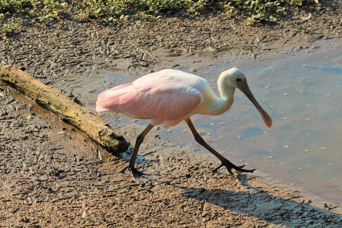 Roseate Spoonbill - ML352730711
