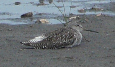 Greater Yellowlegs - ML352730991